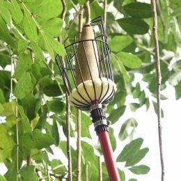 सेब की कटाई करते समय मुझे क्या ध्यान देना चाहिए?