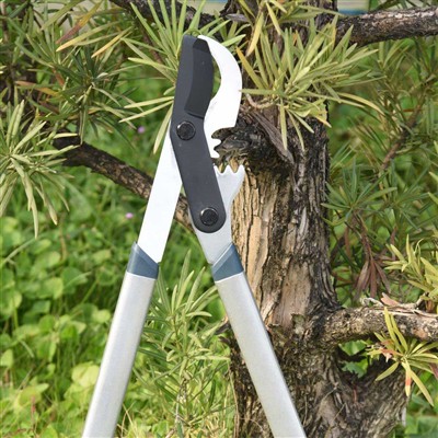 शाखाओं की छंटाई का सर्वोत्तम उपकरण बाईपास लोपर्स है